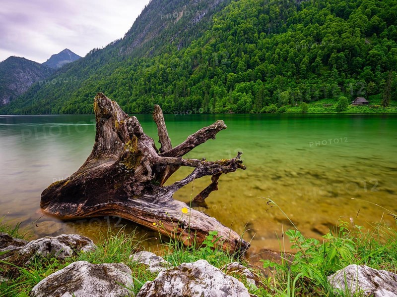 Old wooden root on the shore of the Königssee in the Berchtesgaden National Park, Schönau am Königssee, Berchtesgadener Land, Upper Bavaria, Bavaria, Germany
