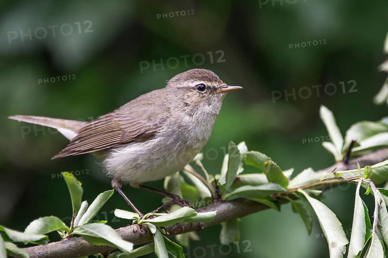 Chiffchaff (Phylloscopus collybita) sitting on a branch surrounded by green foliage, Baden-Württemberg, Germany
