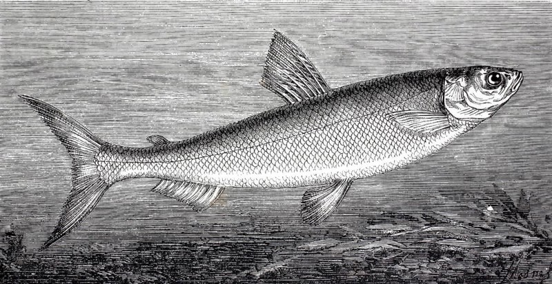 Lake Constance whitefish, Coregonus wartmanni, also known as bluefish, is a freshwater fish of the genus Coregonus, Historical, digitally enhanced reproduction of a 19th century model