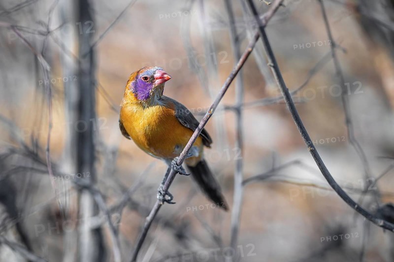 Garnet deer (Uraeginthus granatina), female, sitting on a dry branch, Kubu Island (Lekubu), Sowa Pan, Makgadikgadi salt pans, Botswana