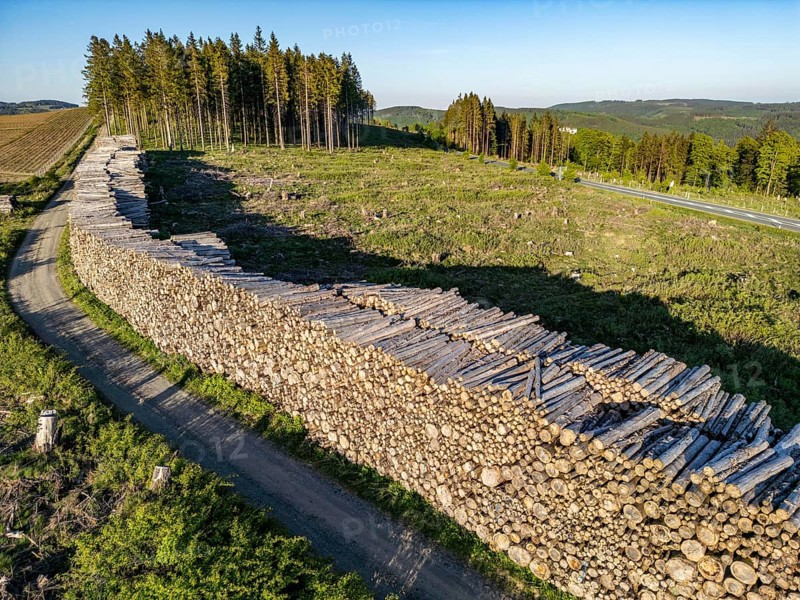 Pile of wood in a partially cleared forest area, felled spruces, with damage caused by the bark beetle, west of Langewiese, district of Winterberg in the Hochsauerlandkreis, North Rhine-Westphalia, Germany