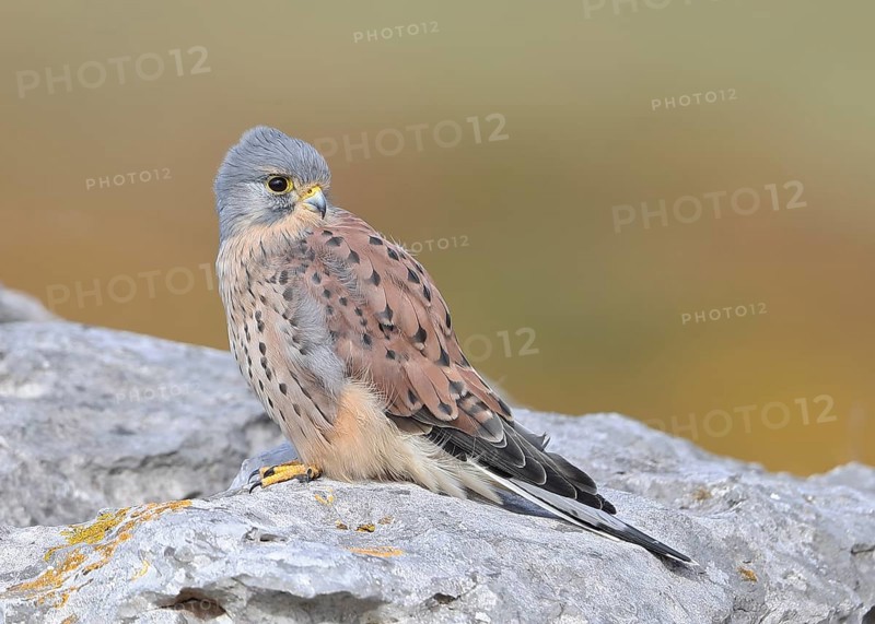 Common Kestrel (Falco tinnunculus) male perched on a rock, Wales, United Kingdom
