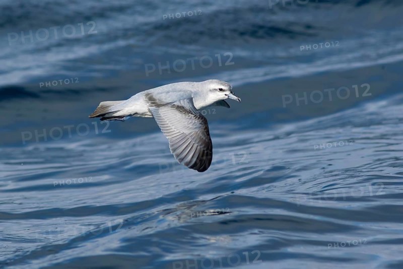 Fairy Prion (Pachyptila turtur) flying, Victoria, Australia