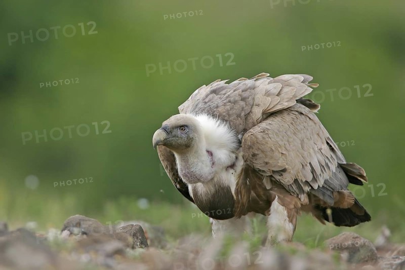 Griffon Vulture (Gyps fulvus), Rhodopen, Bulgaria