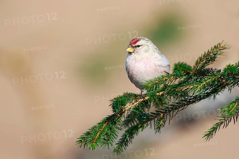 Arctic Redpoll (Acanthis hornemanni) perched on a spruce branch, Netherlands
