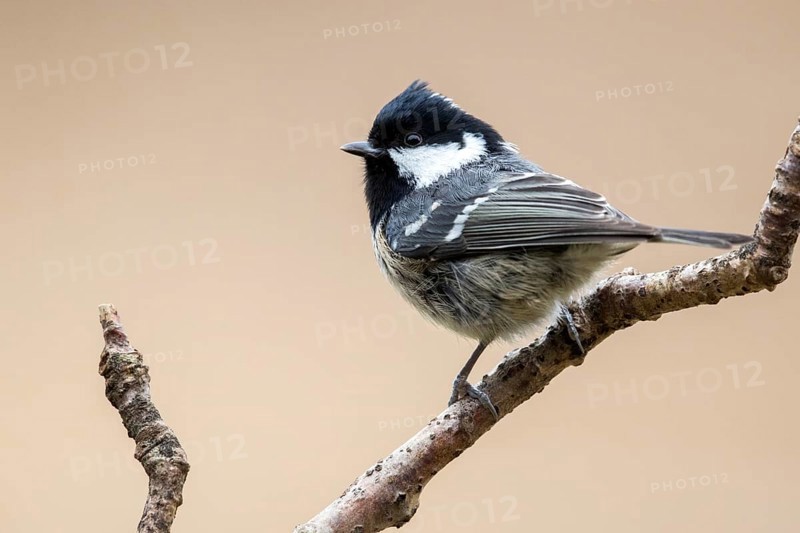 Coal Tit (Periparus ater) perched on a branch, Bialowieza National Park, Poland