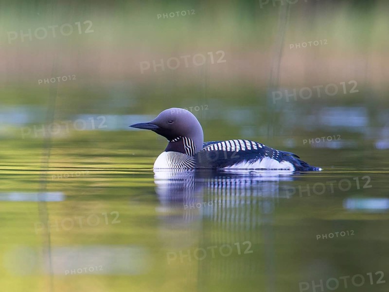 Black-throated Loon (Gavia arctica), Sweden
