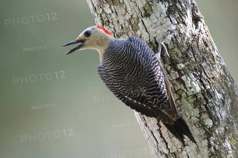 Golden-fronted Woodpecker (Melanerpes aurifrons) female calling, Guatemala