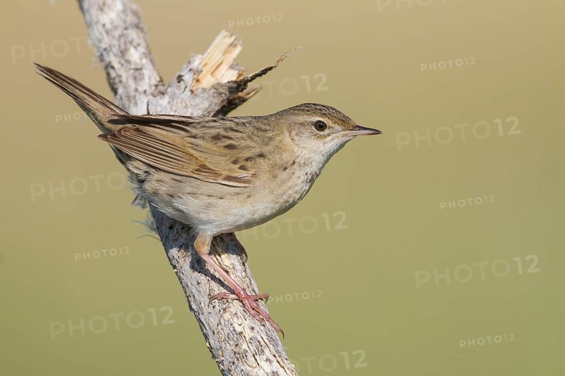 Common Grasshopper Warbler - Feldschwirl - Locustella naevia ssp. mongolicus, Kazakhstan