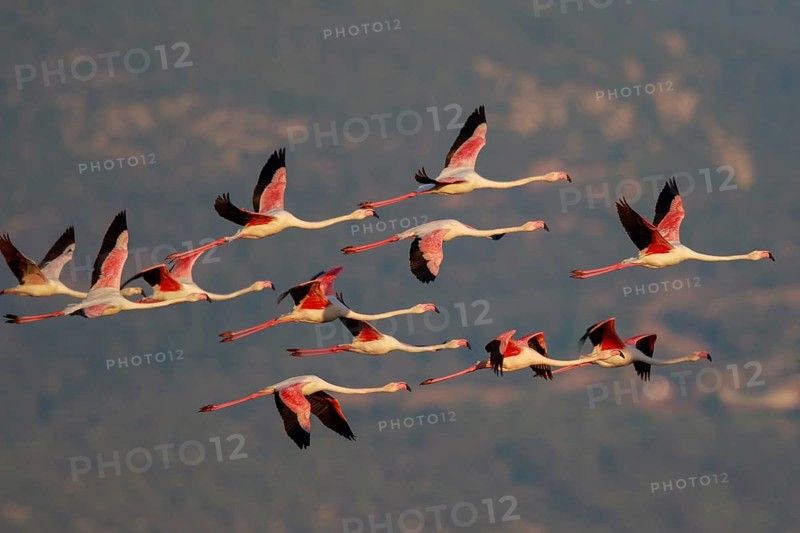 Greater Flamingo (Phoenicopterus roseus) group flying, Greece