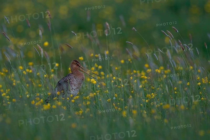 Black-tailed Godwit (Limosa limosa) calling on grassland with flowering meadow buttercup (Ranunculus acris), Schleswig-Holstein, Germany