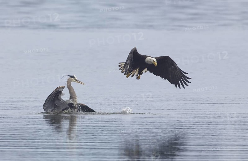Bald Eagle (Haliaeetus leucocephalus) attacks Great Blue Heron (Ardea herodias) to steal fish prey, Washington, USA
