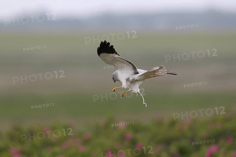 Kornweihe; lat. Circus cyaneus; adultes Männchen im Flug; schmelzend; über Dünenfuß mit blühenden Rosen; Ostaußengroden; der Ostfriesischen Insel Wangerooge; Nordsee
