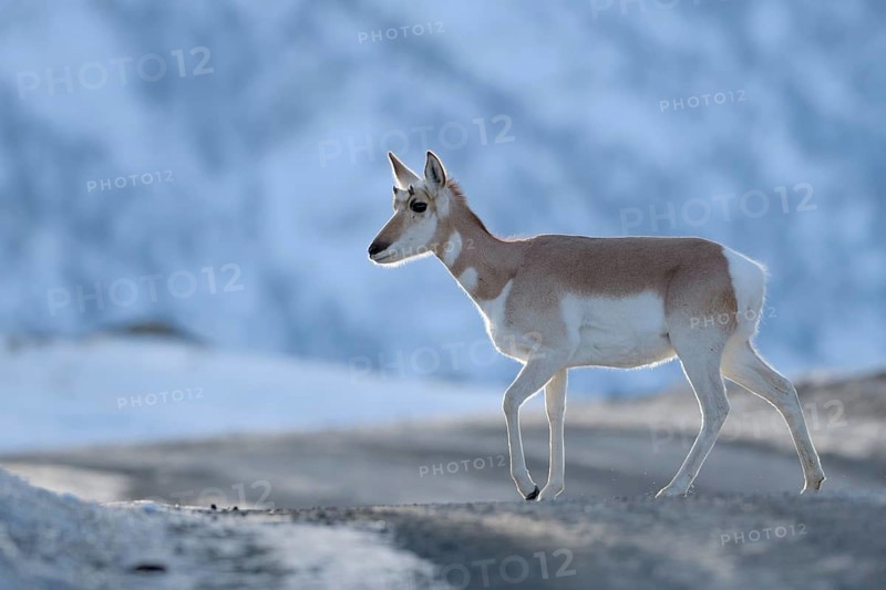 Pronghorn Antelope (Antilocapra americana), Yellowstone National Park, USA