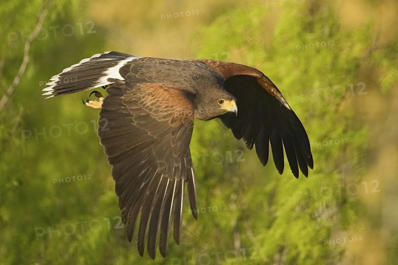 Harris's Hawk (Parabuteo unicinctus) flying, Texas, USA