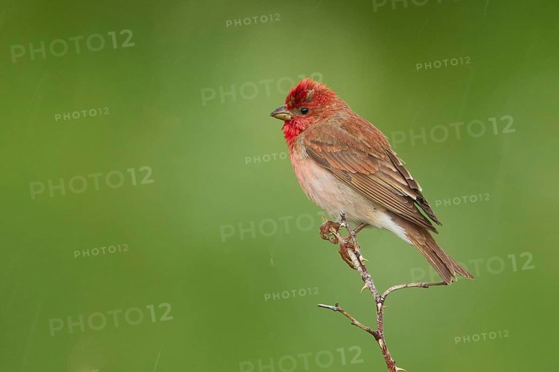 Common Rosefinch (Carpodacus erythrinus) male, Armenia