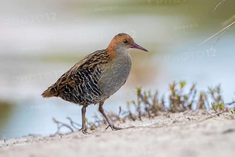 Lewin's Rail (Lewinia pectoralis) male, Victoria, Australia