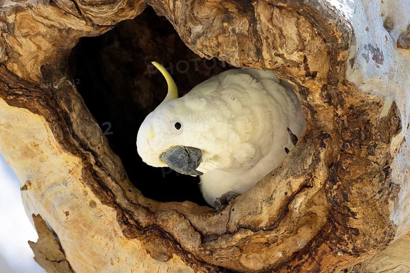 Sulphur-crested Cockatoo (Cacatua galerita) in nesting hollow, Victoria, Australia