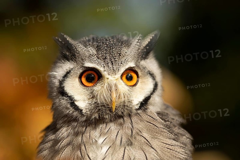 Southern White-faced Owl (Ptilopsis granti) captive, Germany