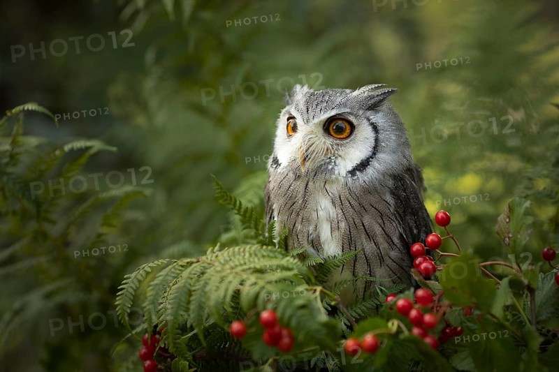Southern White-faced Owl (Ptilopsis granti) captive, Germany
