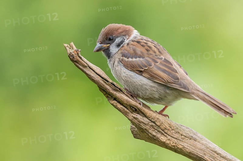 Eurasian Tree Sparrow (Passer montanus) perched on a branch, Lower Saxony, Germany