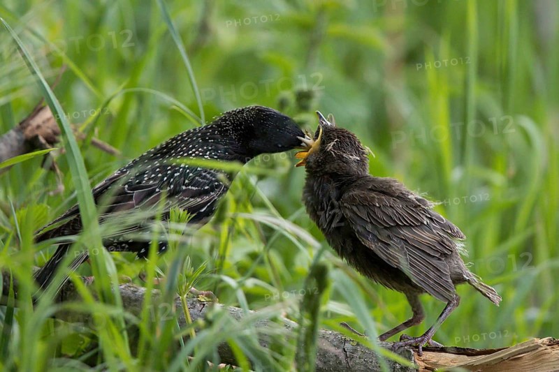 Common Starling (Sturnus vulgaris) feeding young on the ground, Hesse, Germany