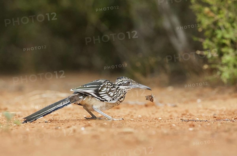 Greater Roadrunner (Geococcyx californianus), Texas, USA