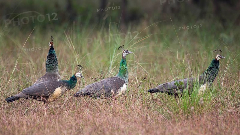 Indian Peafowl (Pavo cristatus) female, group, Kanha National Park, India