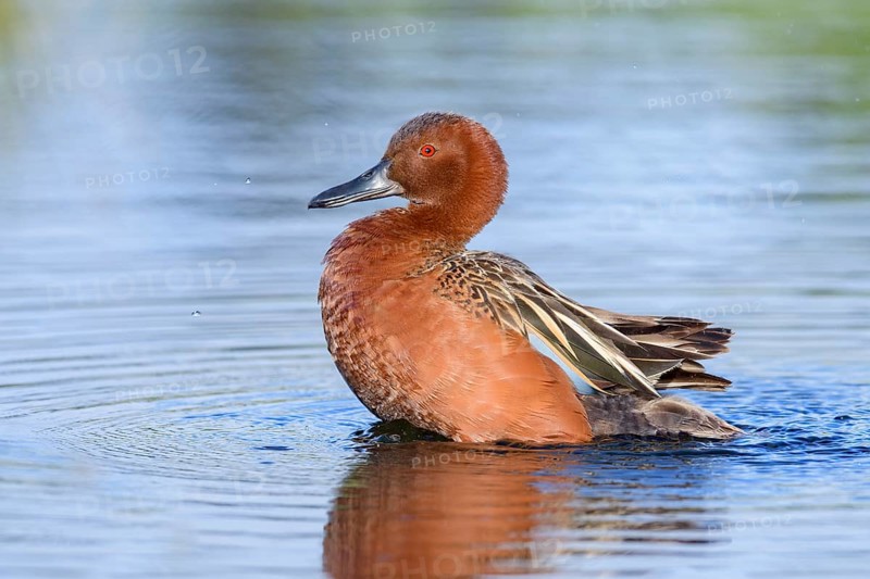 Cinnamon Teal (Spatula cyanoptera) male, British Columbia, Canada