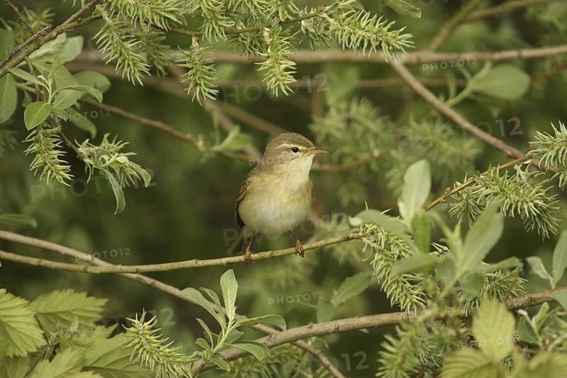 Willow Warbler (Phylloscopus trochilus), Lower Saxony, Germany
