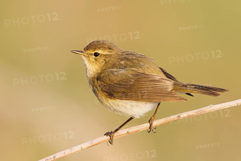 Common Chiffchaff (Phylloscopus collybita), Baden-Wuerttemberg, Germany