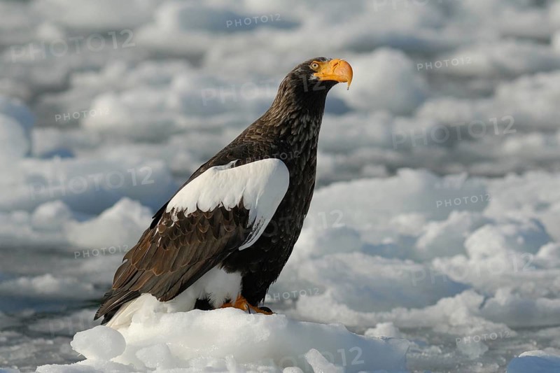 Steller's Sea Eagle (Haliaeetus pelagicus), Hokkaido, Japan