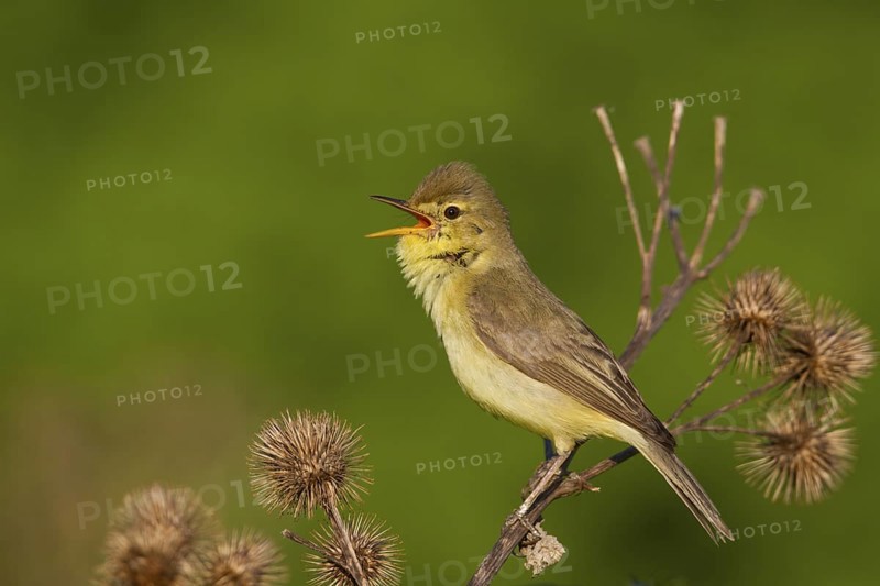 Melodious Warbler (Hippolais polyglotta) male singing, Rhineland-Palatinate, Germany