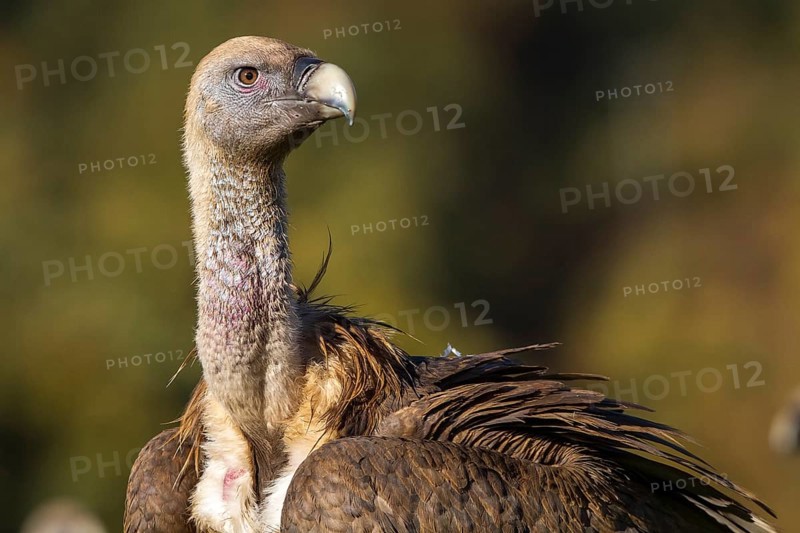 Griffon Vulture (Gyps fulvus), portrait, Castilla Leon, Spain