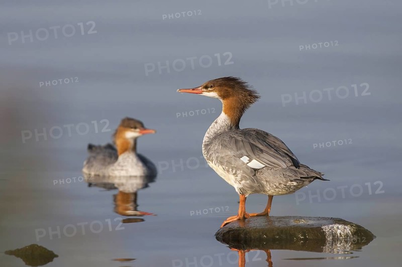 Common Merganser Mergus merganser Duluth, Minnesota, United States 26 September Adult Female with immature in background. ANATIDAE