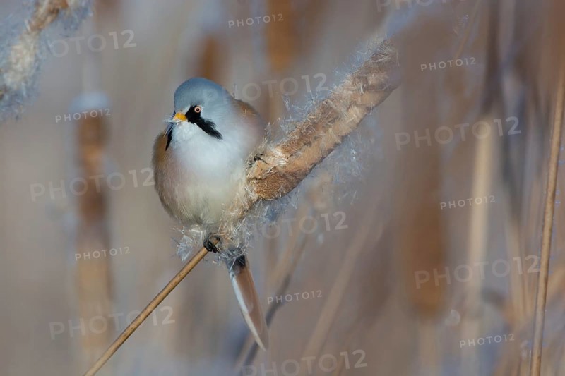 Bearded Reedling (Panurus biarmicus) male feeding on cattail seed, Thuringia, Germany