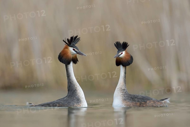 Great Crested Grebe (Podiceps cristatus) pair displaying, North Rhine-Westphalia, Germany