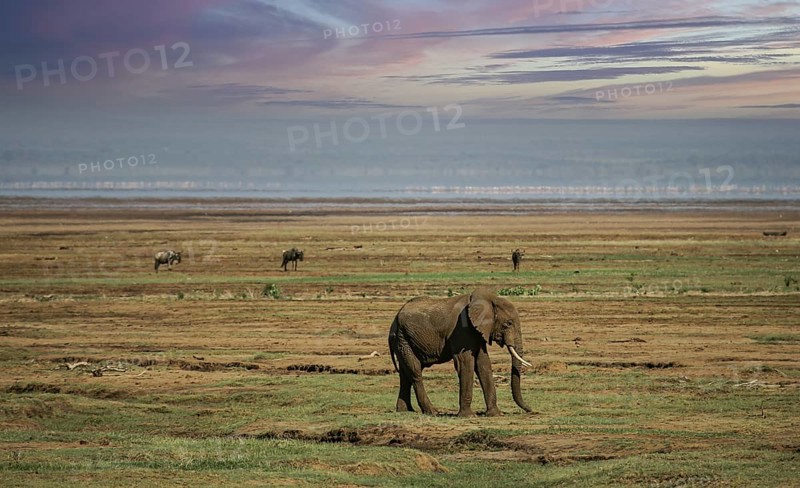 African elephant (Loxodonta africana) lonely elephant bull in savanna, Serengeti National Park; Tanzania
