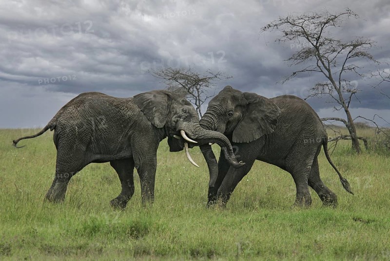 African elephant (Loxodonta africana) two fighting bulls, Serengeti National Park; Tanzania