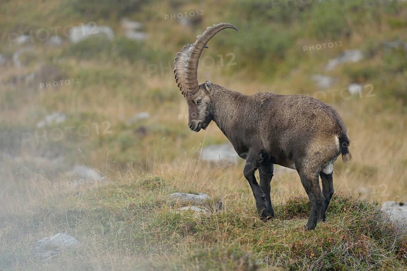 Alpine Ibex (Capra ibex) male, Valais Alps, Switzerland