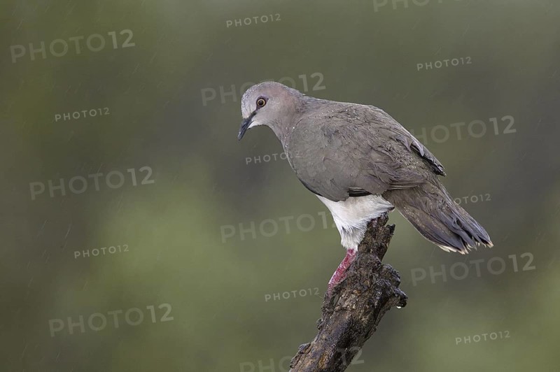 White-tipped Dove (Leptotila verreauxi), Texas, USA