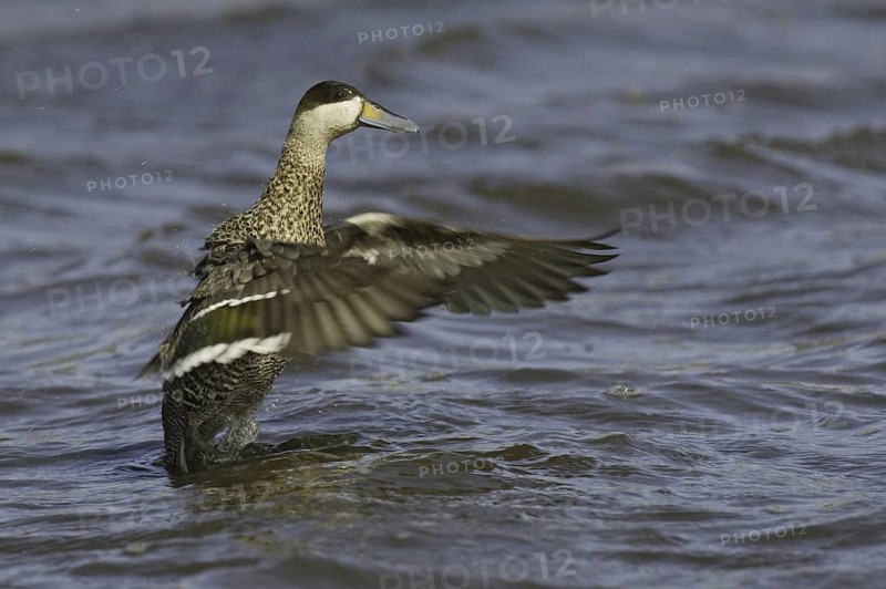 Silver Teal (Spatula versicolor), Falkland Islands