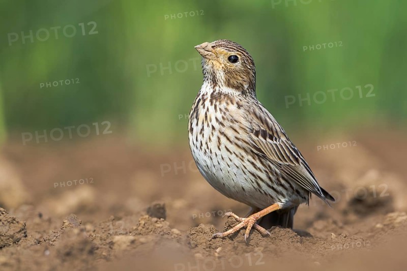 Corn Bunting (Emberiza calandra) in field, Grobnik, Croatia