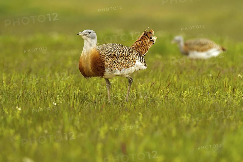 Great Bustard (Otis tarda) female, Castile-La Mancha, Spain