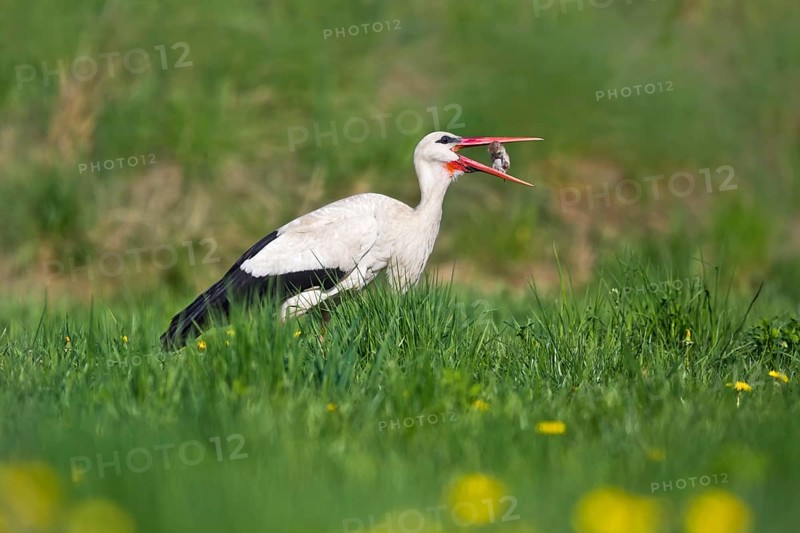 White Stork (Ciconia ciconia) eating a mouse, Bavaria, Germany