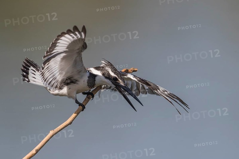 Pied Kingfisher (Ceryle rudis) female in defense posture on a twig, Gambia