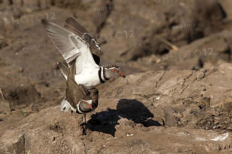 Driebandplevier, Three-banded Plover, Charadrius tricollaris