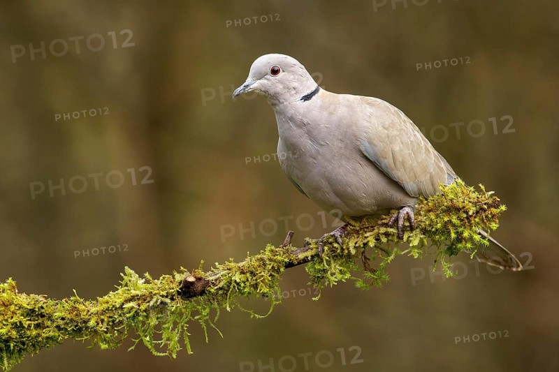 Eurasian Collared Dove (Streptopelia decaocto) perches on a mossy branch in Victoria, British Columbia, Canada