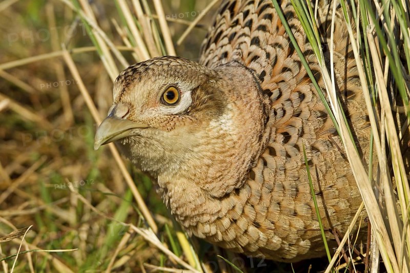 Common Pheasant (Phasianus colchicus) female, Noordholland, Netherlands