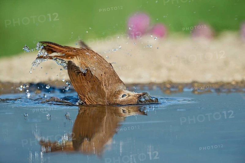 Common Nightingale (Luscinia megarhynchos) bathing in waterhole, Aosta Valley, Italy
